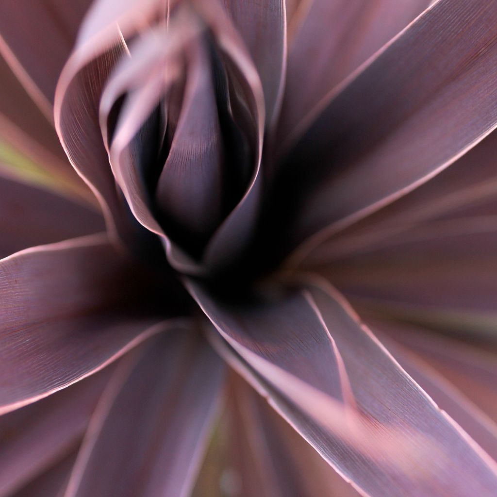 Cordyline australis Red Star - Koolpalm