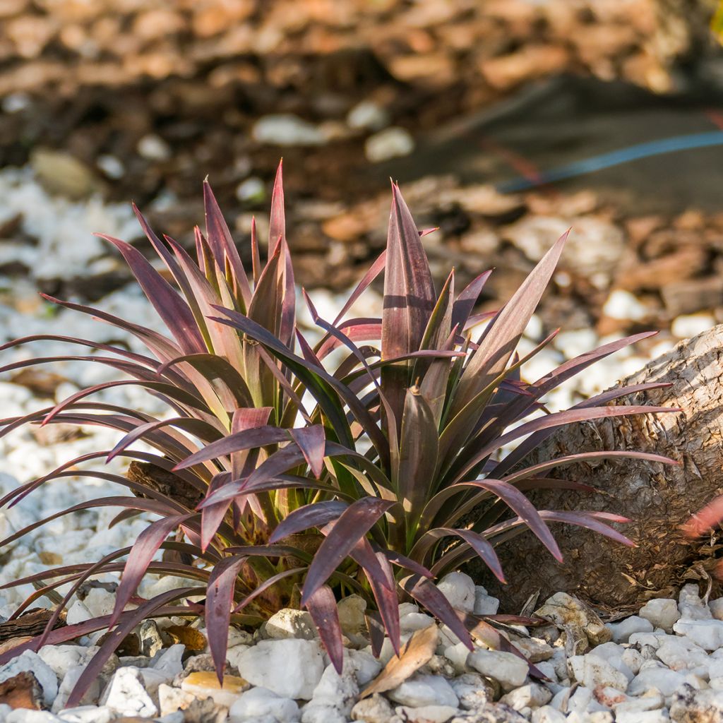 Cordyline australis Red Star - Koolpalm