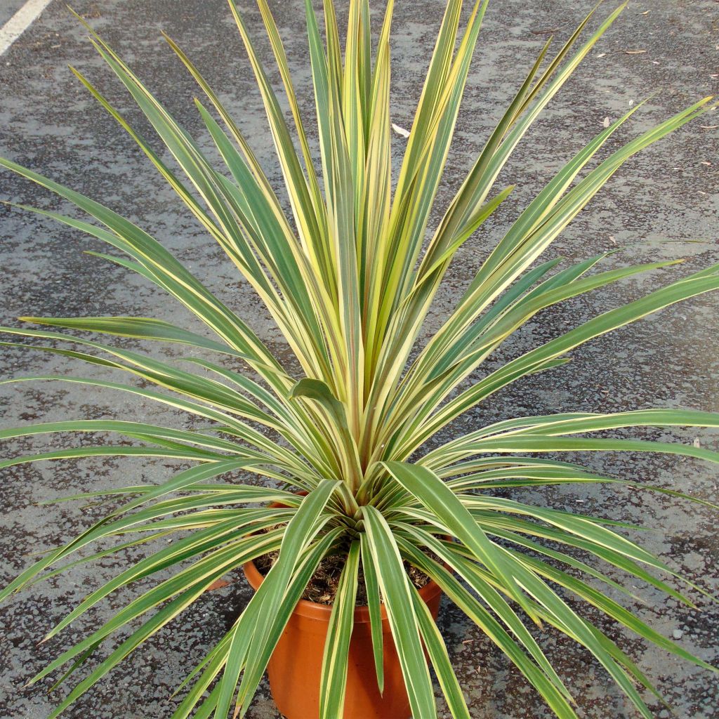 Cordyline australis Torbay Dazzler - Koolpalm