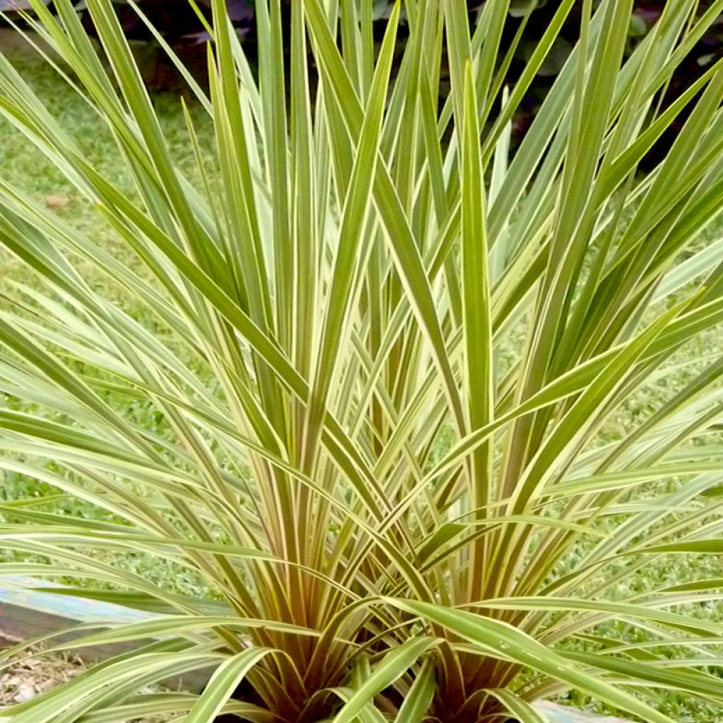 Cordyline australis Fantasy - Koolpalm