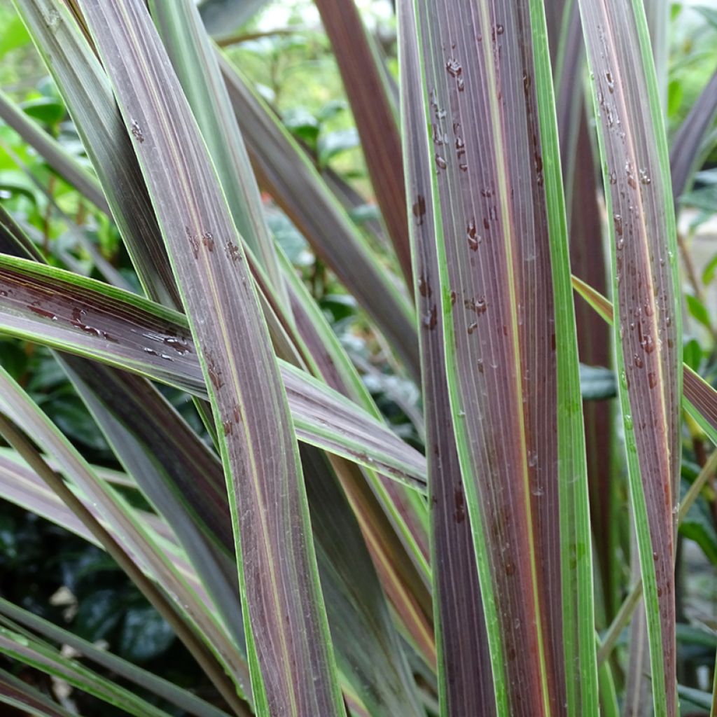Cordyline x banksii Electric Star