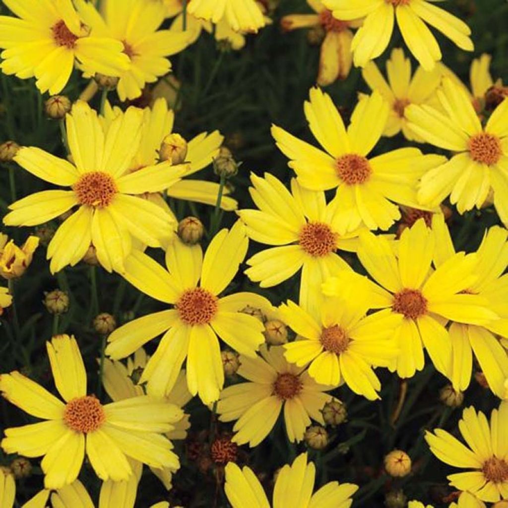Coreopsis Citrine - Coréopsis