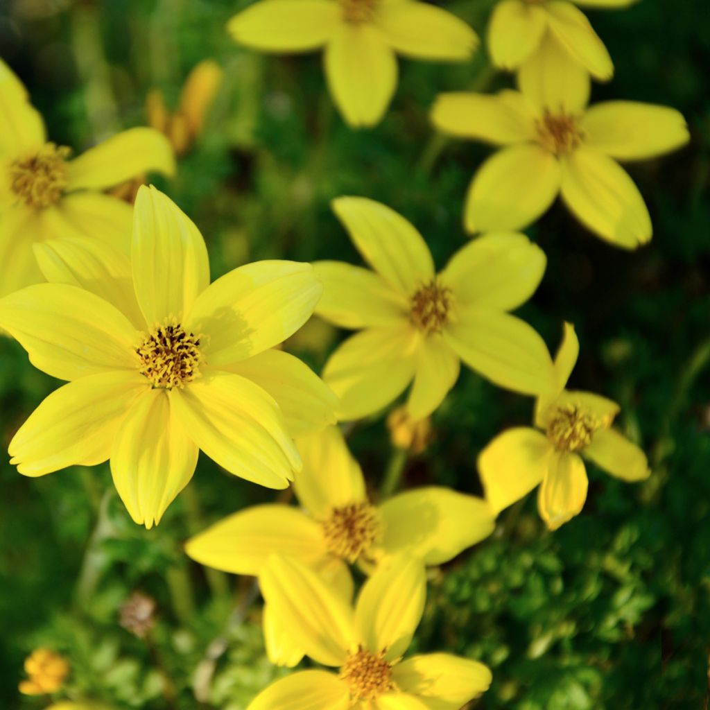Coreopsis Citrine - Meisjesogen