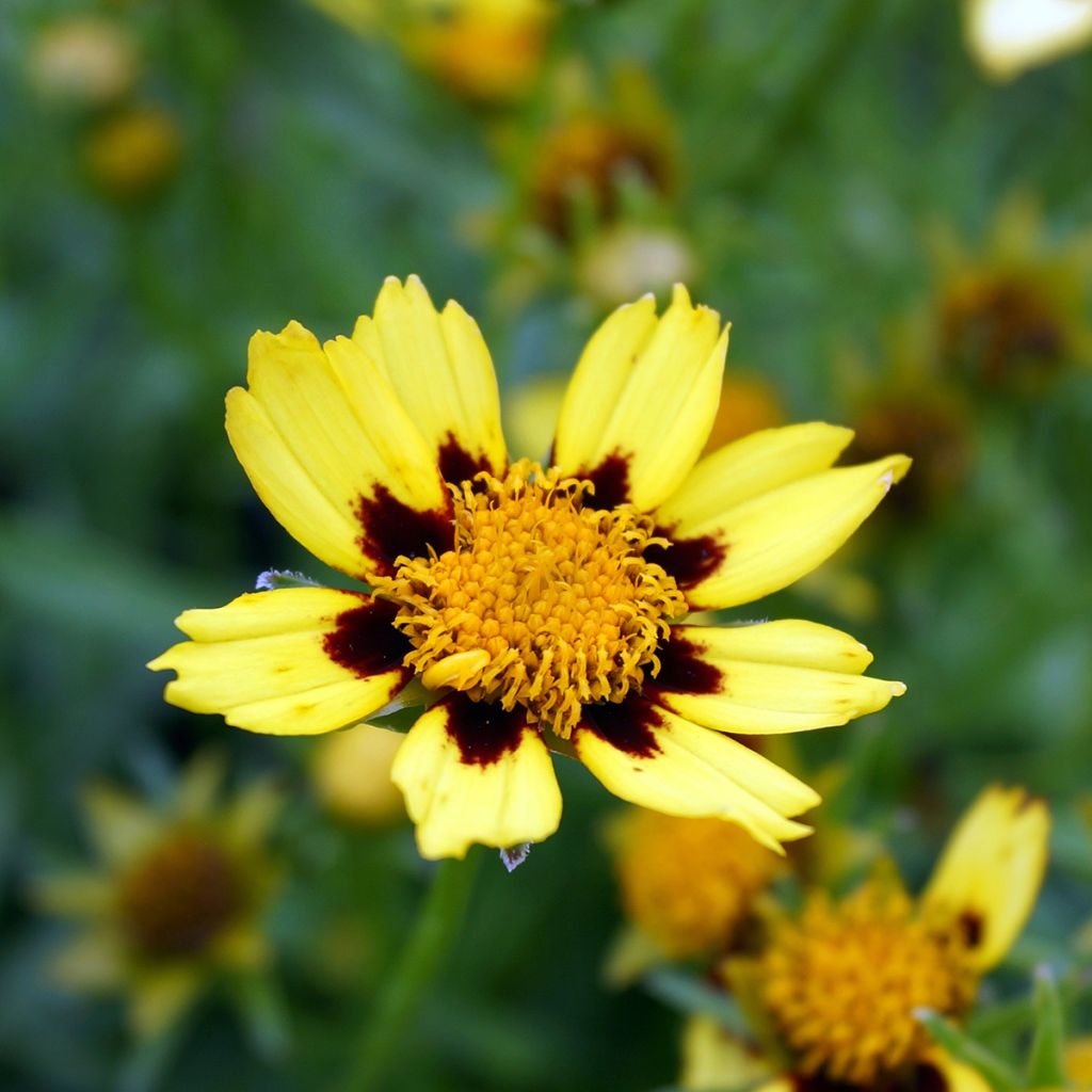 Coreopsis Cosmic Eye - Meisjesogen