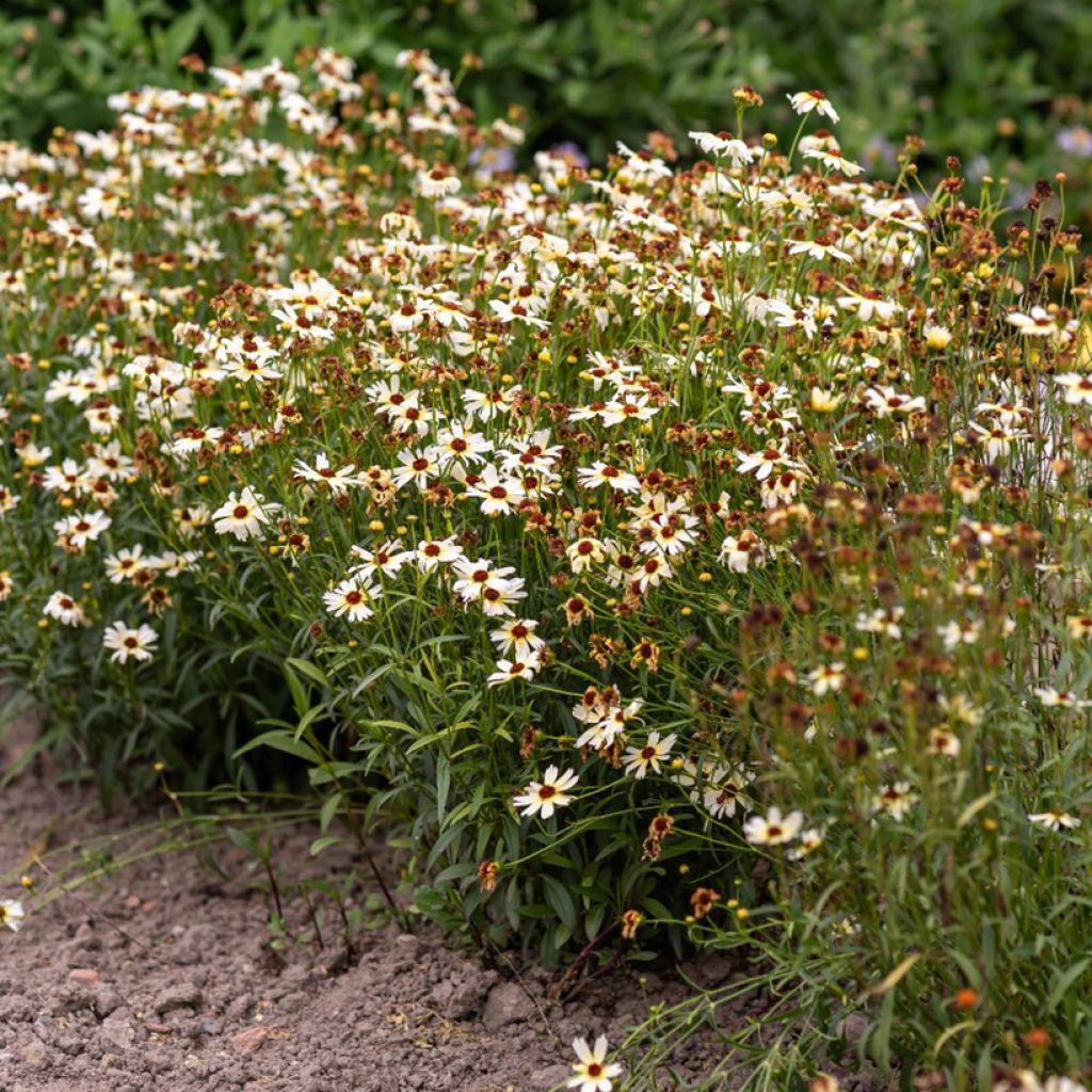 Coreopsis Fool's Gold - Meisjesogen