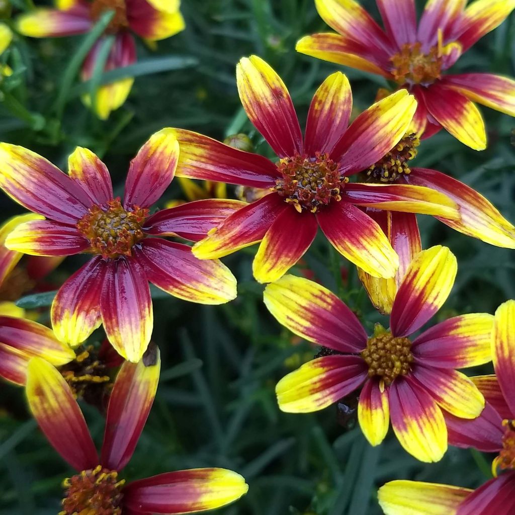 Coreopsis Honeybunch Red & Gold - Coréopsis