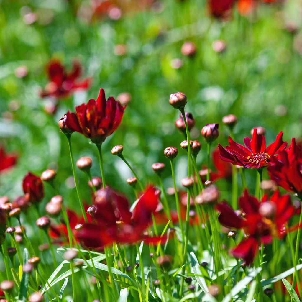 Coreopsis rosea Limerock Ruby - Roze meisjesogen
