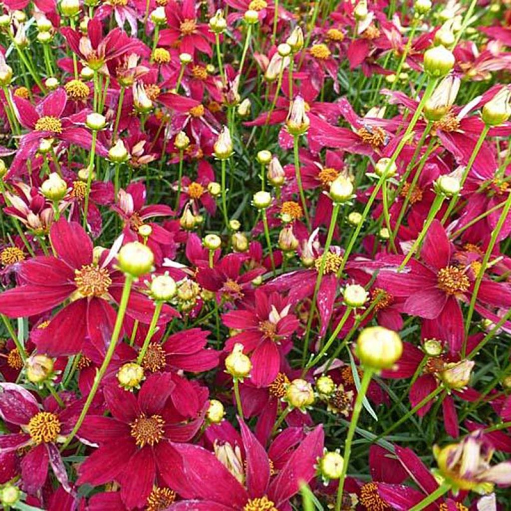 Coreopsis Red Satin