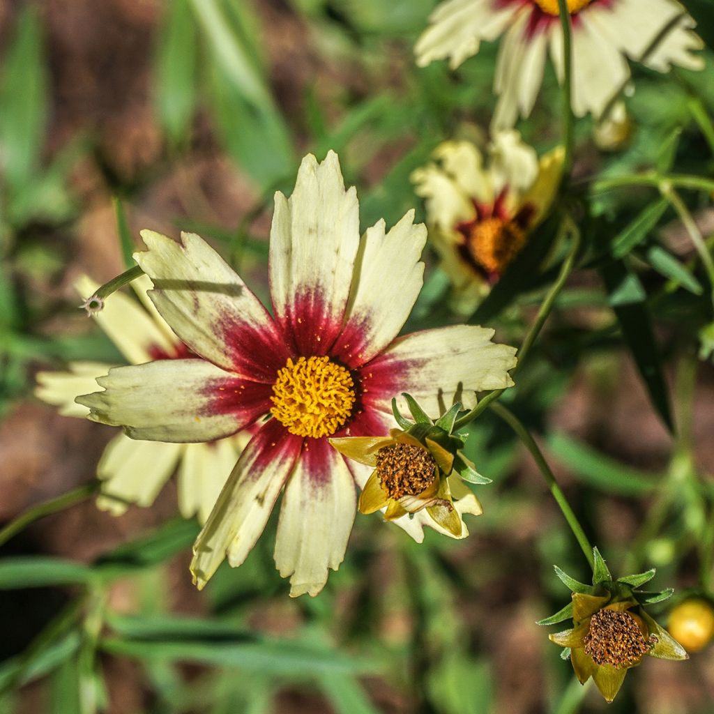 Coreopsis Redshift - Meisjesogen