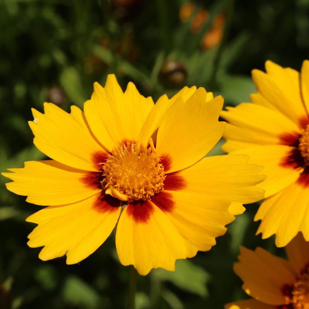 Coreopsis Tequila Sunrise