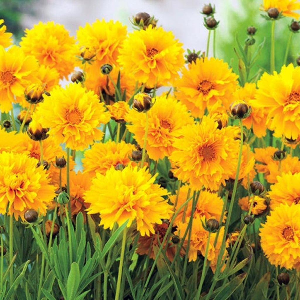 Coreopsis à grandes fleurs Badengold - Coreopsis grandiflora Badengold