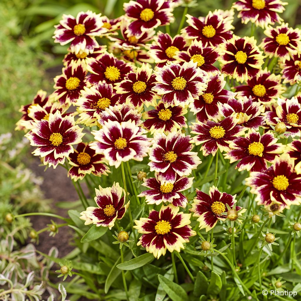 Coreopsis grandiflora Solar Fancy - Meisjesogen