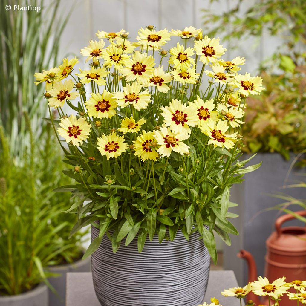 Coreopsis grandiflora Solar Moon - Meisjesogen