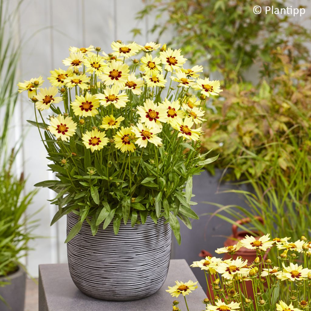 Coreopsis grandiflora Solar Moon - Meisjesogen
