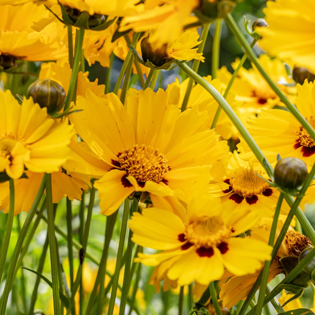 Coreopsis grandiflora Sonnenkind - Meisjesogen