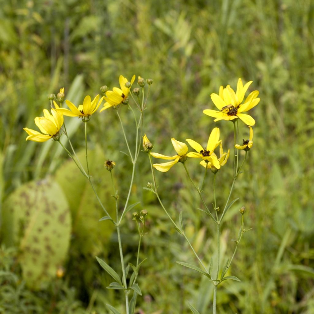 Coreopsis tripteris - Grand coréopsis