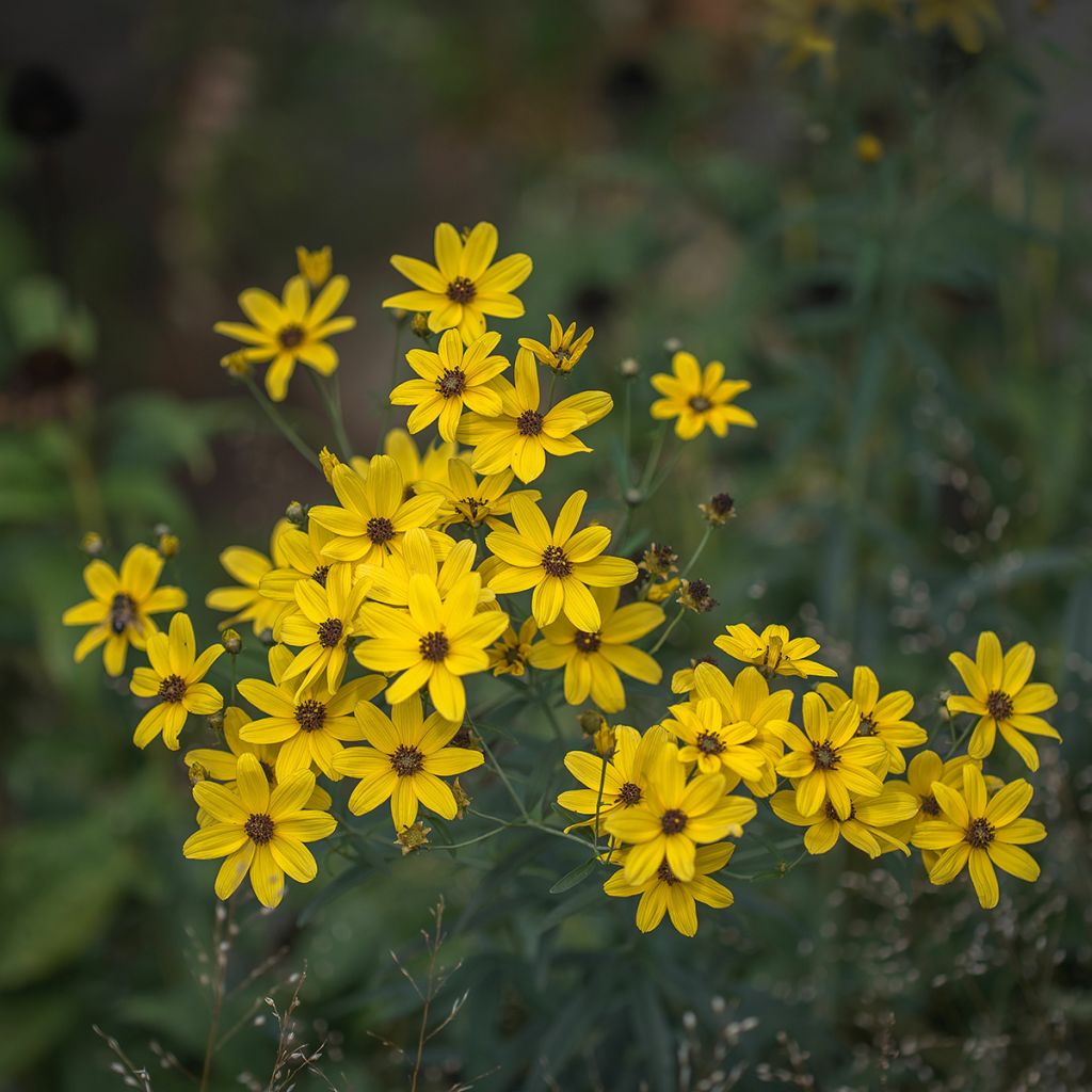 Coreopsis tripteris - Meisjesogen