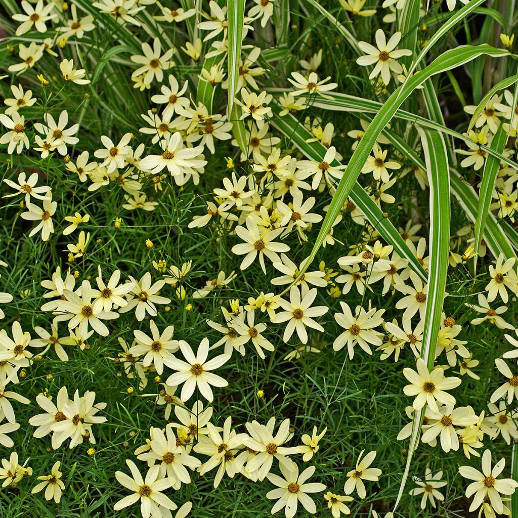 Coreopsis verticillata Moonbeam - Meisjesogen