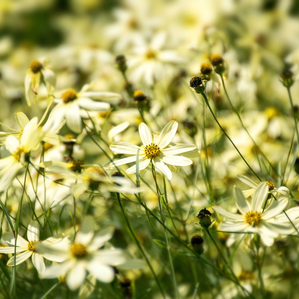 Coreopsis verticillata Moonbeam - Meisjesogen