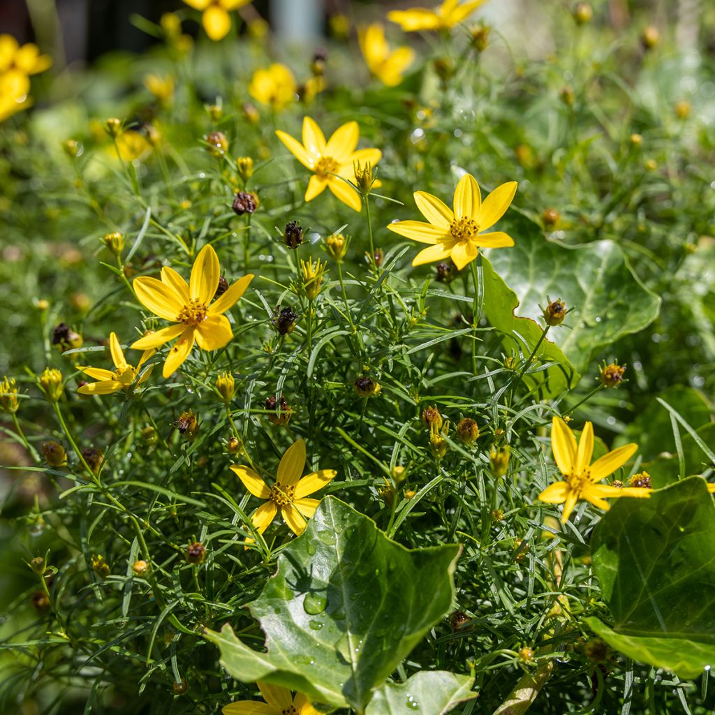 Coreopsis verticillata Zagreb - Meisjesogen