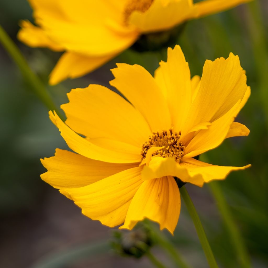 Coreopsis grandiflora Badengold - Meisjesogen