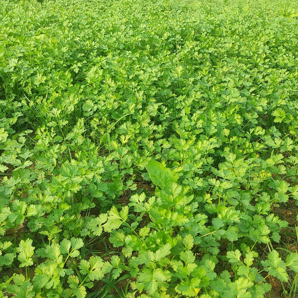 Koriander - Coriandrum sativum (jonge planten)