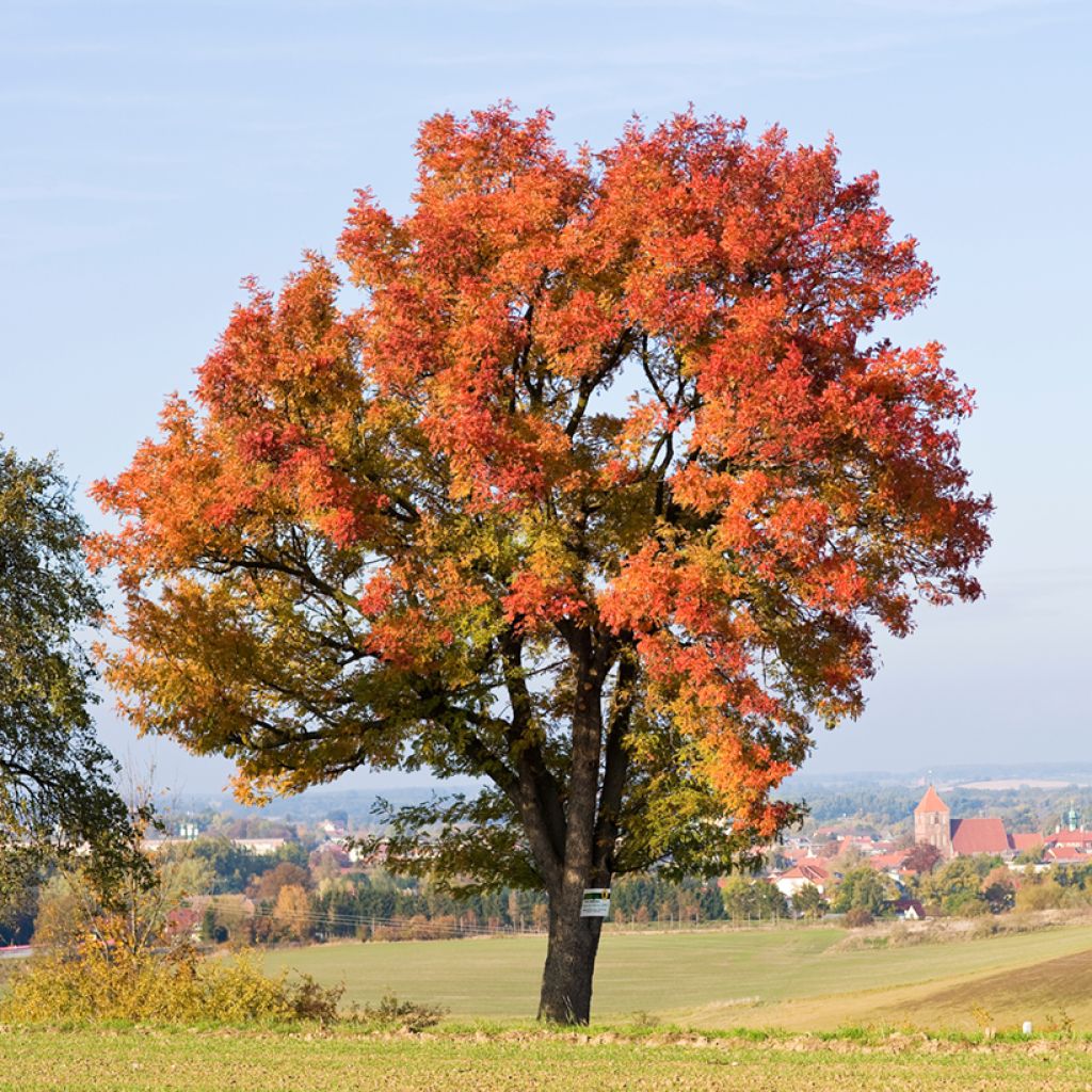 Sorbus domestica - Peerlijsterbes