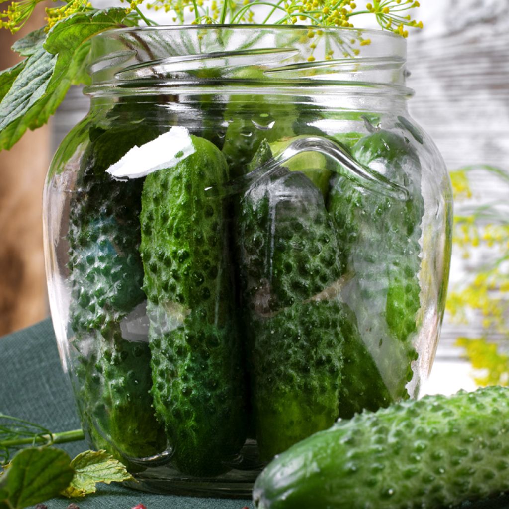 Augurk Diamant F1 BIO