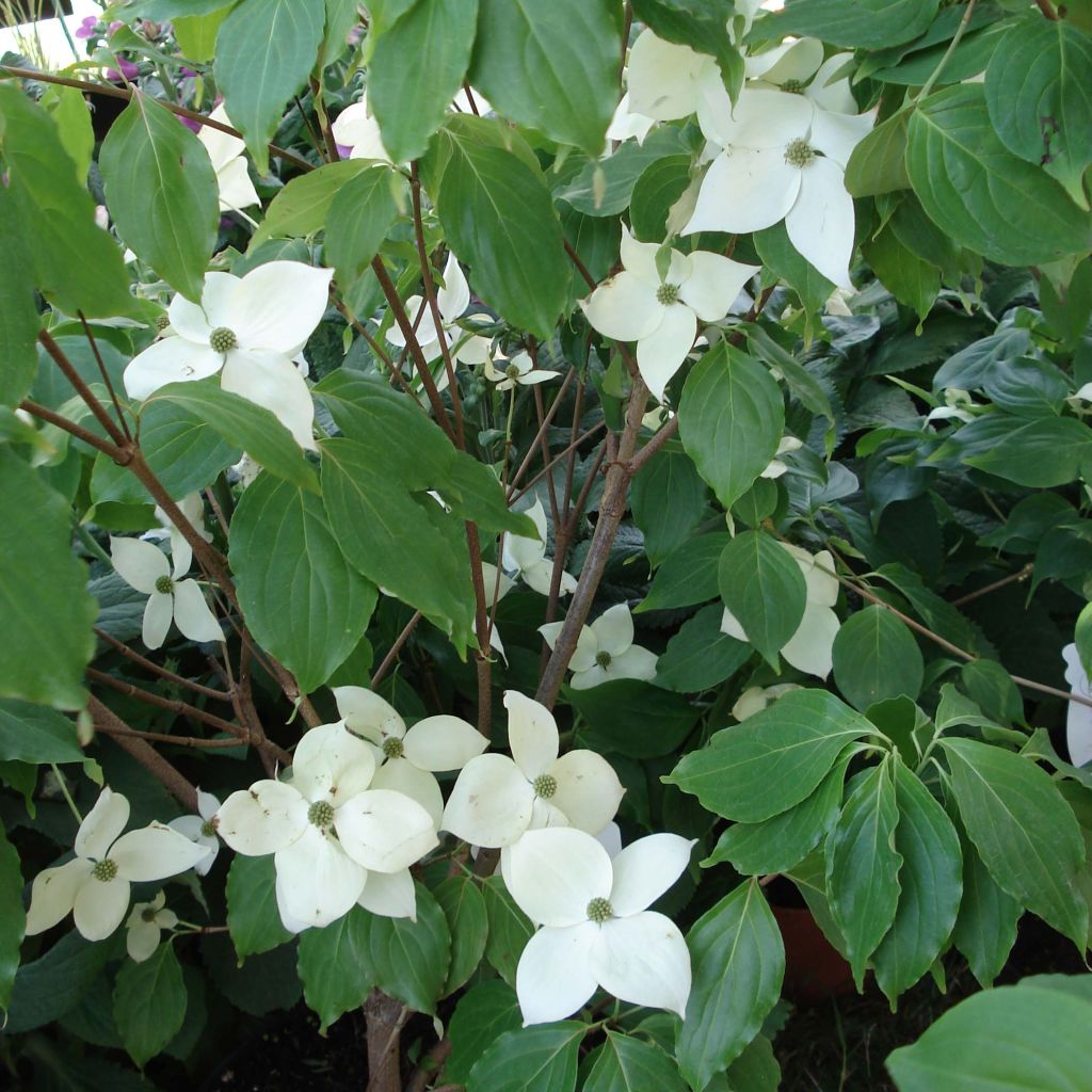 Cornus nuttalii Eddies White Wonder - Grootbloemige kornoelje