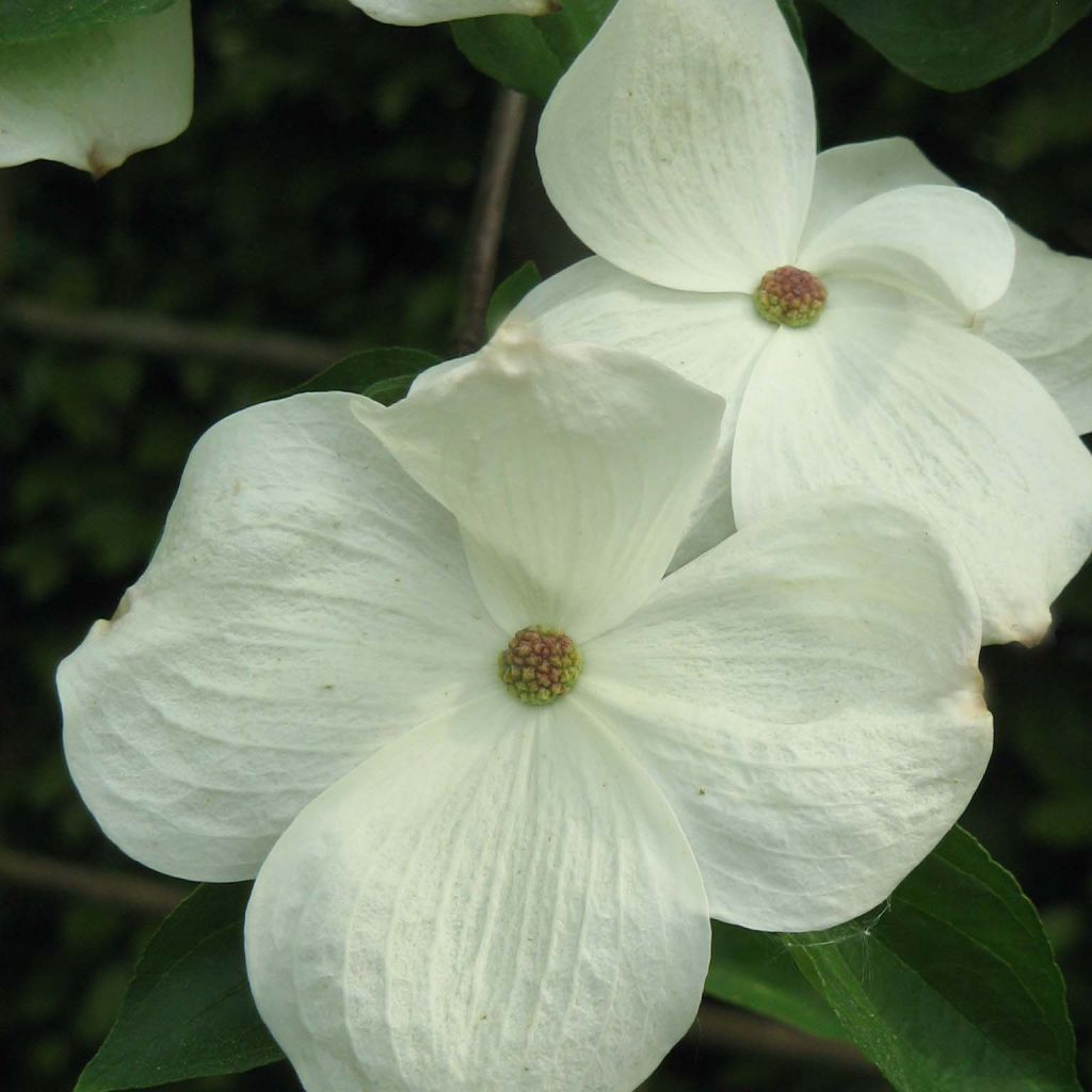 Cornus nuttalii Eddies White Wonder - Grootbloemige kornoelje