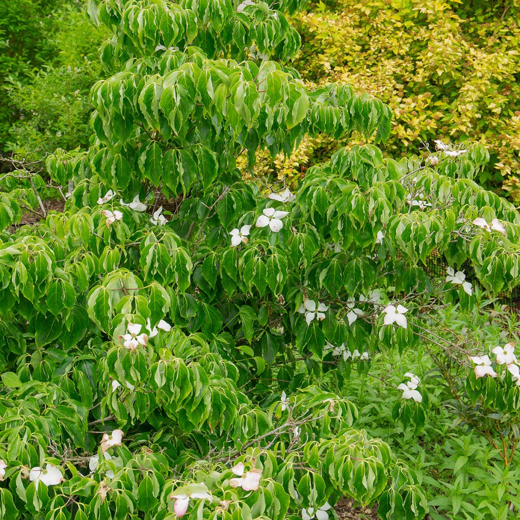 Cornus kousa Milky Way - Japanse kornoelje