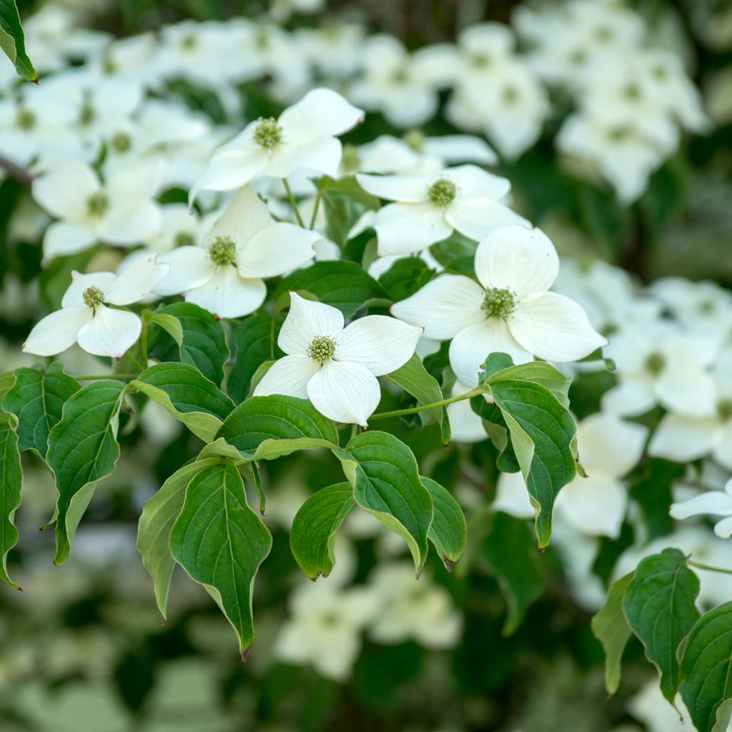 Cornus kousa Milky Way - Japanse kornoelje