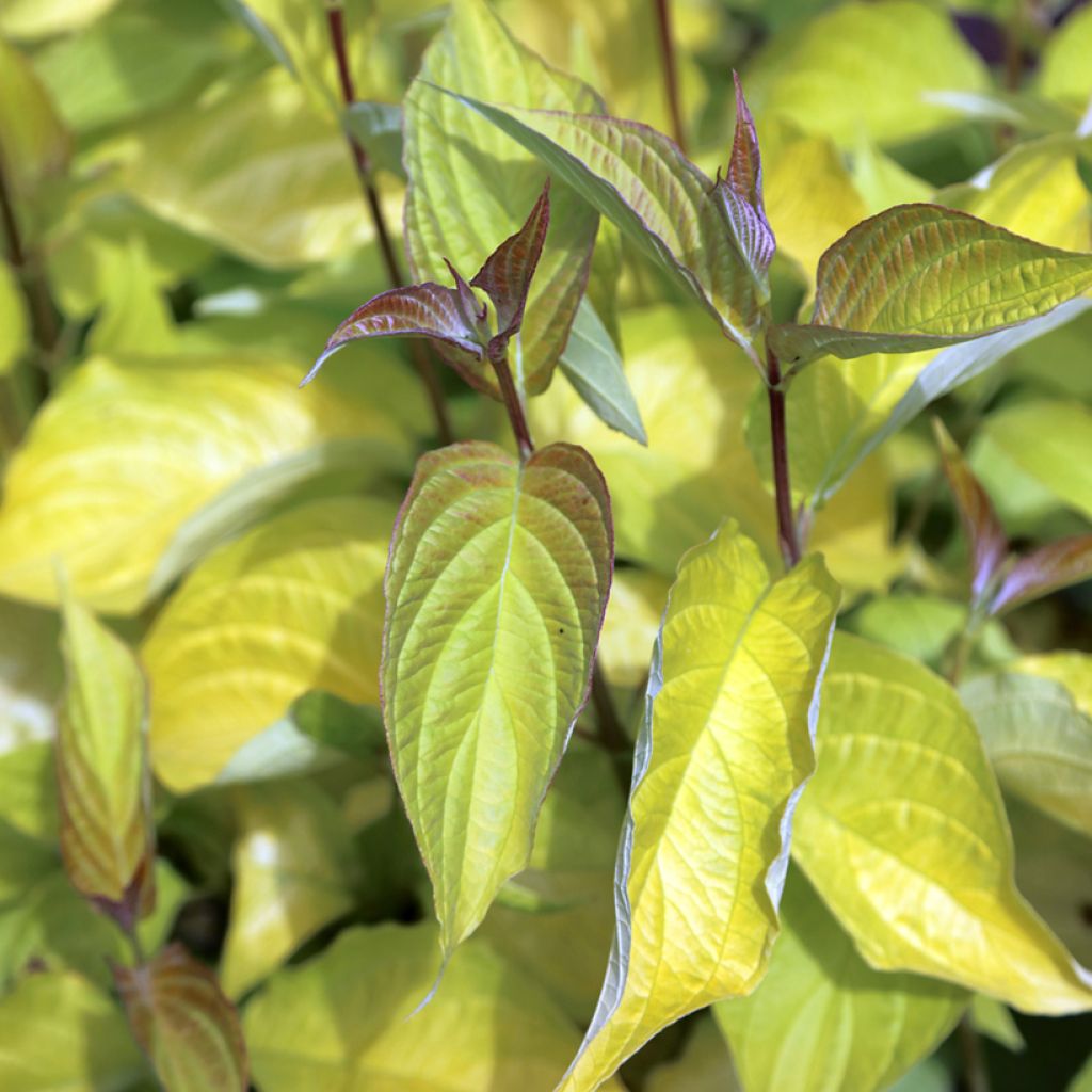 Cornus alba Aurea - Witte kornoelje