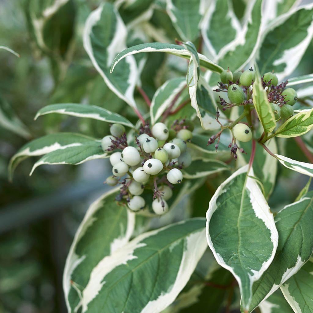 Cornus alba Elegantissima - Witte kornoelje