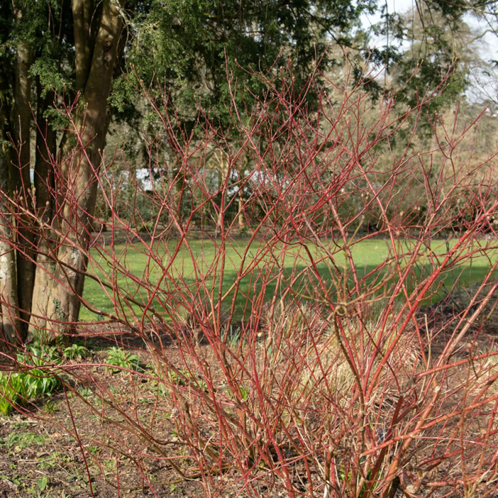 Cornus alba Gouchaultii - Witte kornoelje