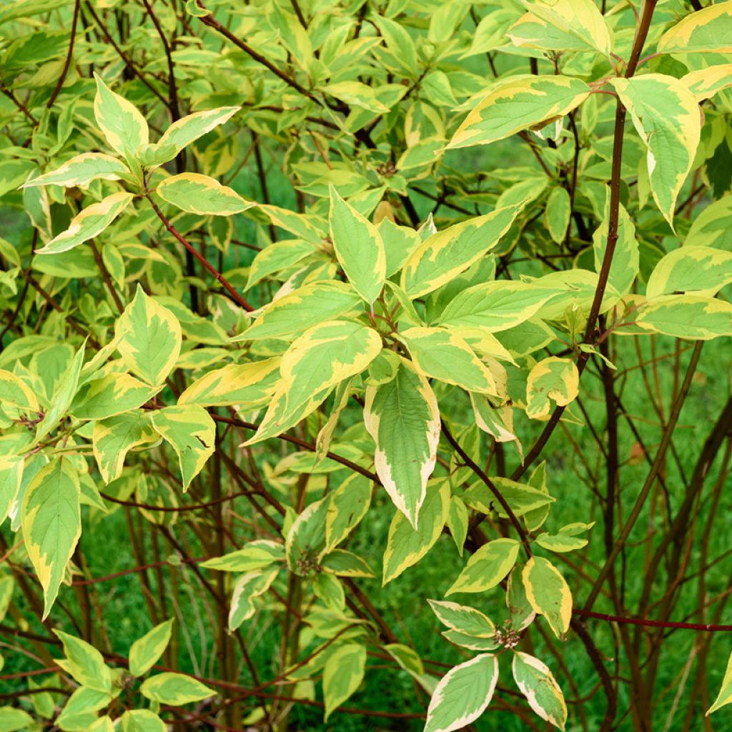Cornus alba Gouchaultii - Witte kornoelje