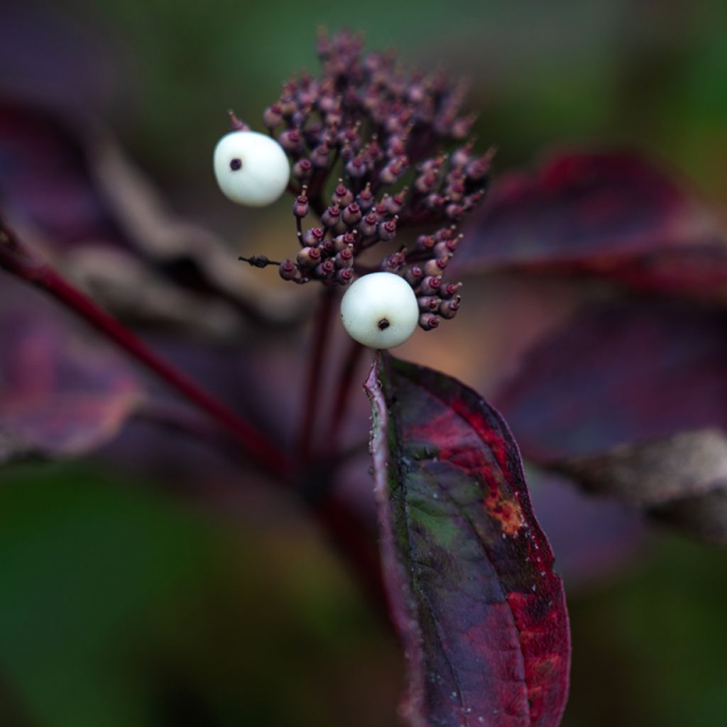 Cornus alba Siberian Pearls - Witte kornoelje