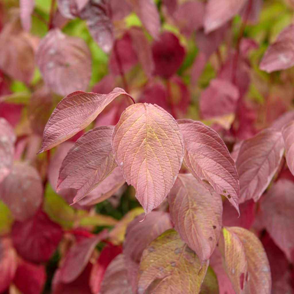 Cornus alba Sibirica - Witte kornoelje
