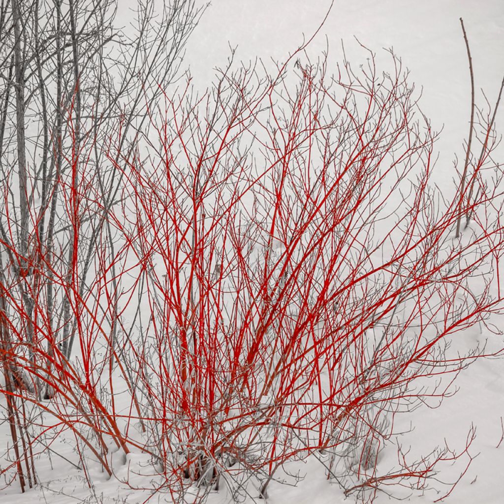Cornus alba Sibirica - Witte kornoelje