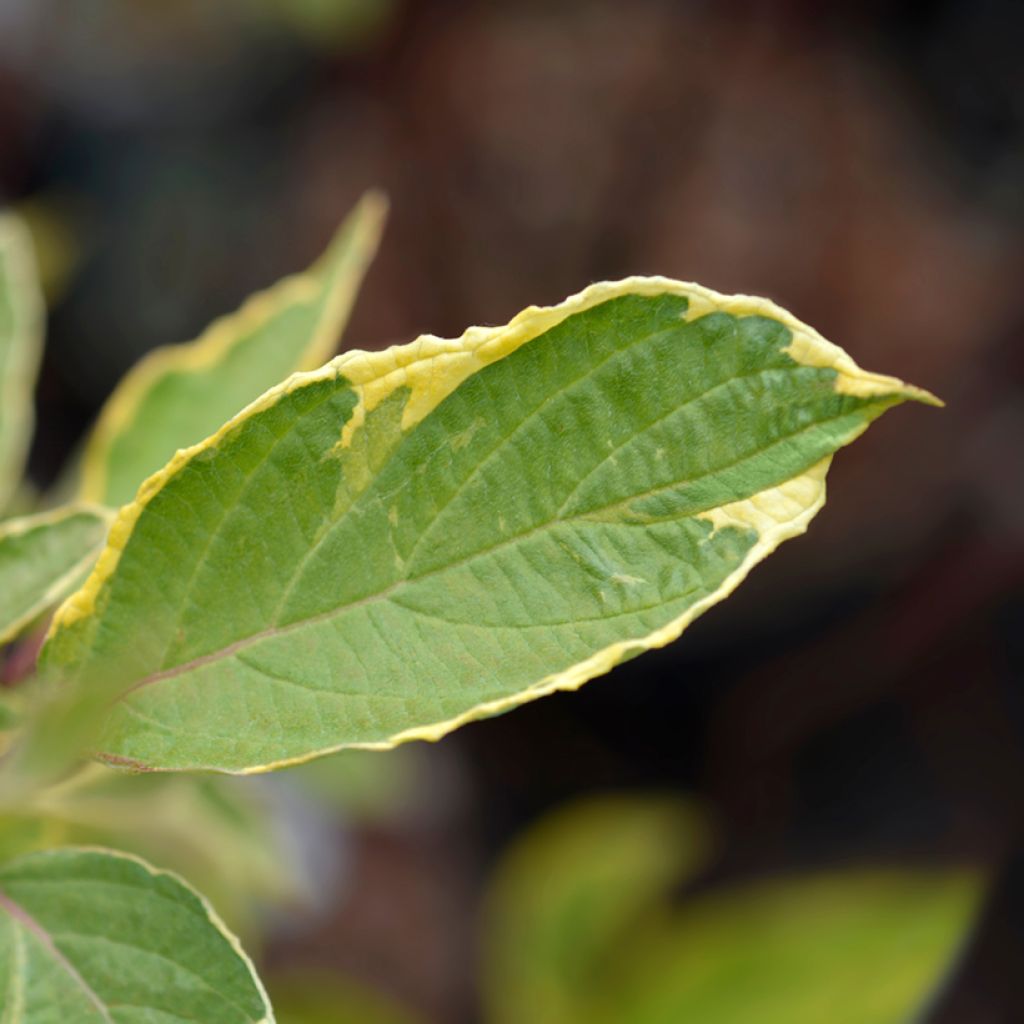 Cornus alba Spaethii - Witte kornoelje