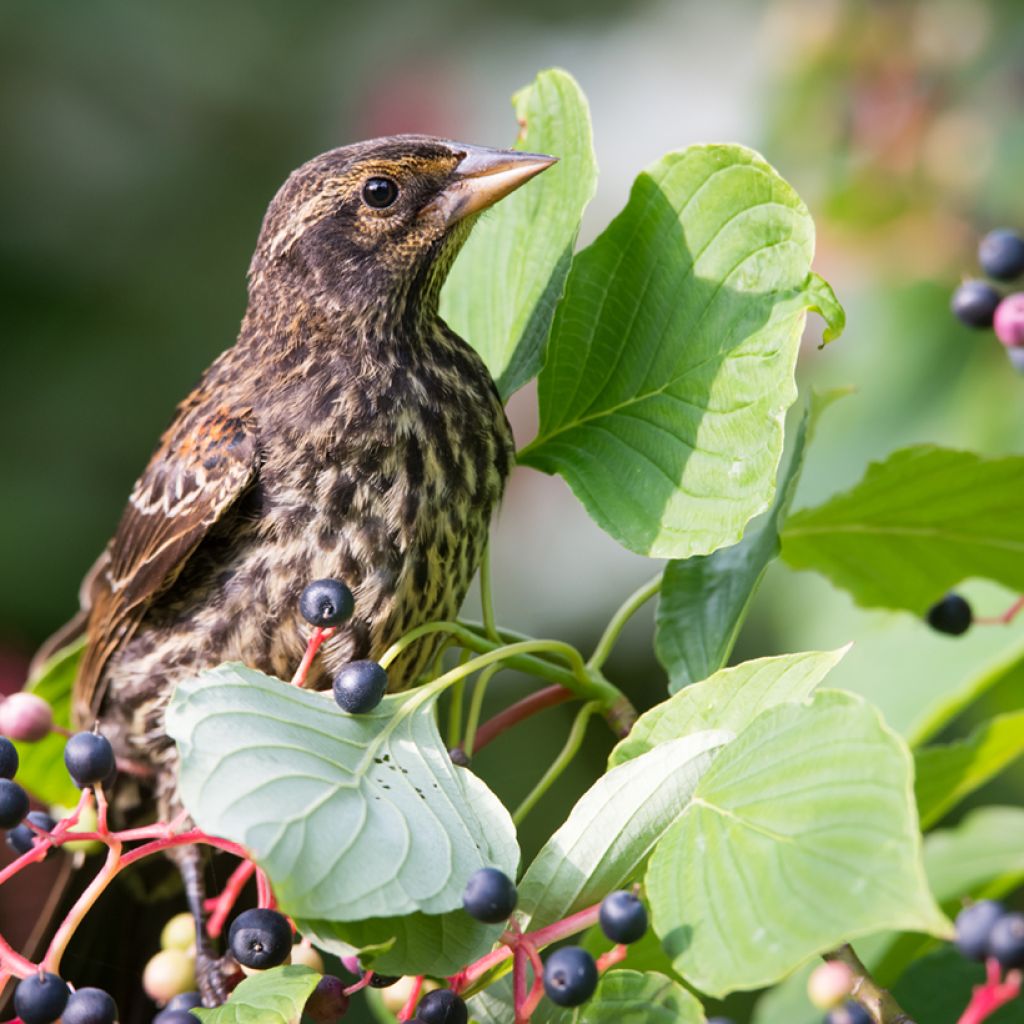 Cornus alternifolia - Pagodekornoelje