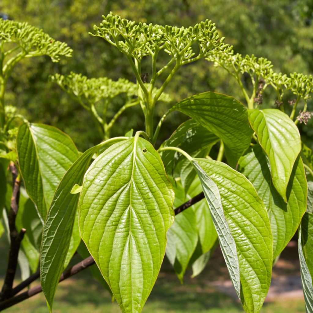 Cornus alternifolia - Pagodekornoelje