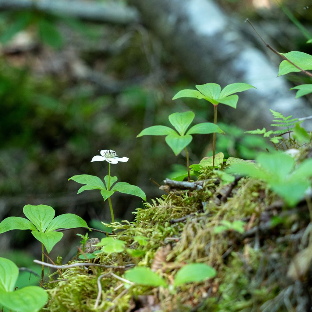 Cornus canadensis - Kruipende kornoelje
