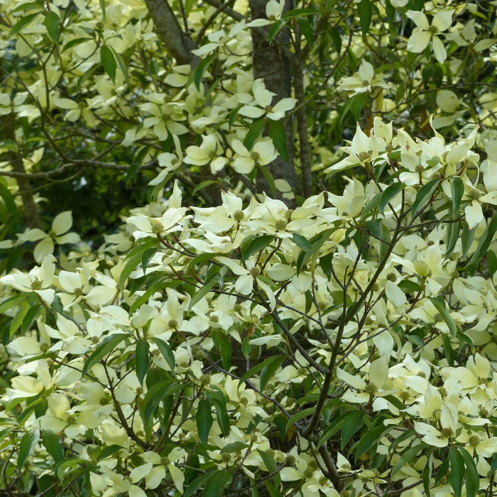 Cornus capitata - Cornouiller de l'Himalaya