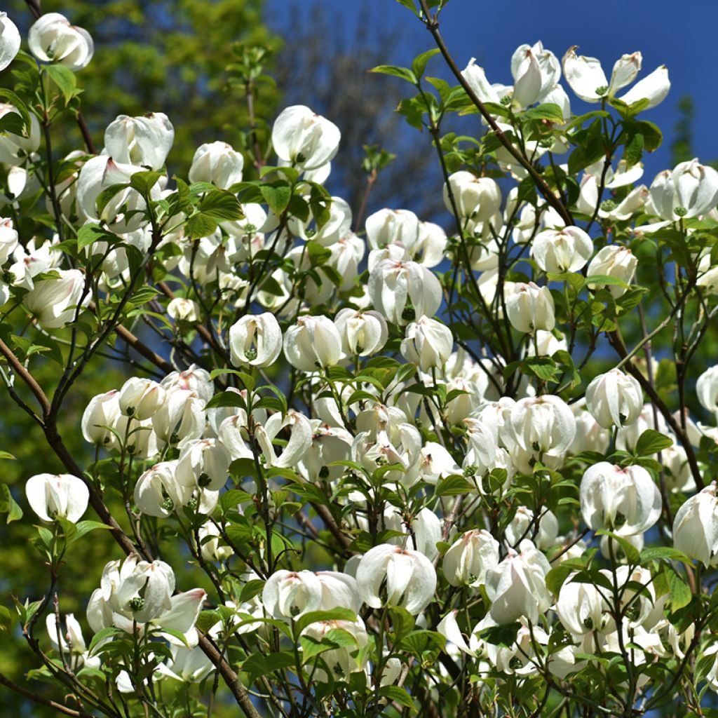 Cornus florida Urbiniana - Amerikaanse kornoelje