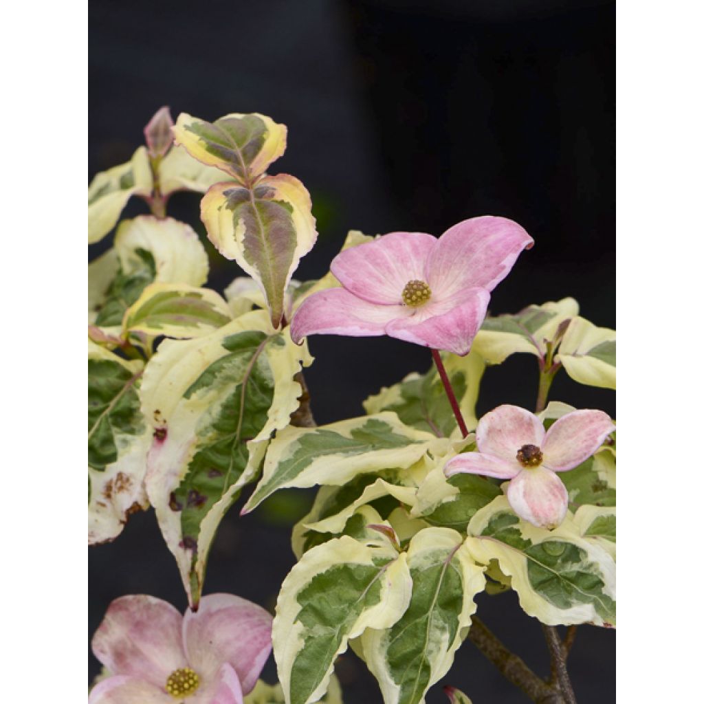 Cornus kousa Akatsuki - Cornouiller du Japon
