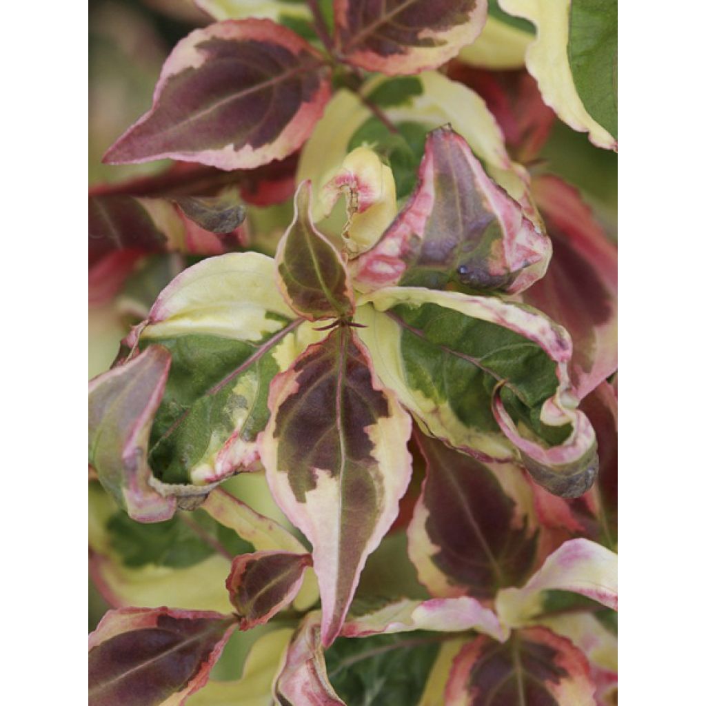 Cornus kousa Akatsuki - Cornouiller du Japon