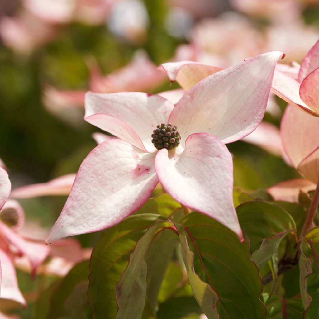 Cornus kousa Beni-fuji - Japanse kornoelje