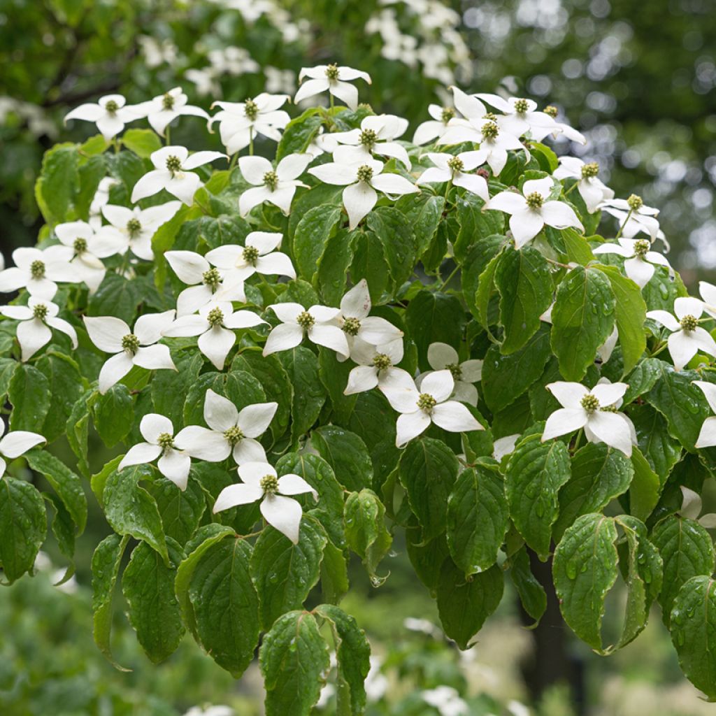 Cornus kousa Chinensis - Japanse kornoelje
