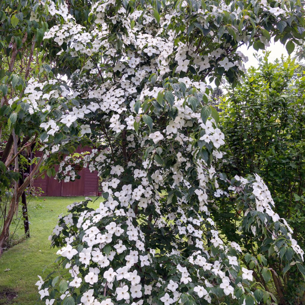 Cornus kousa Chinensis - Japanse kornoelje